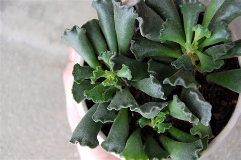 Crinkle Leaf Plant Care And Growing Guide