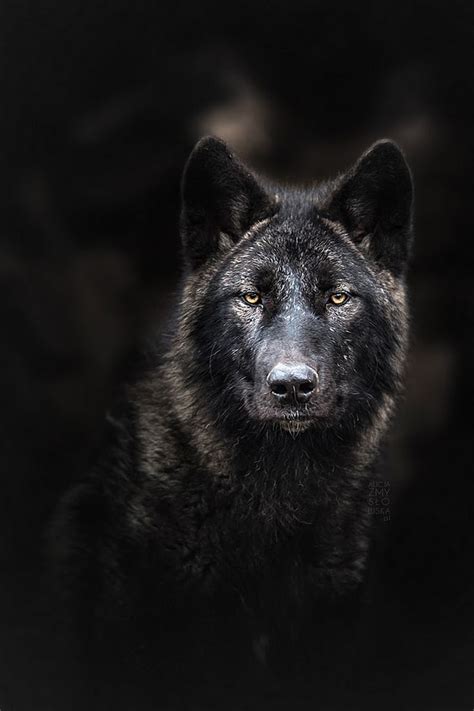 Sign In Wolf Dog Black Wolf Wolf Spirit Animal