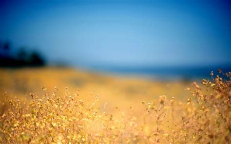 Summer Holiday Wallpapers Pixelstalk Wonderful Hd Yellow Grass