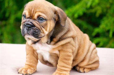 English bulldog puppy. | English bulldog puppy, Baby puppies, Cute dogs