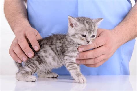 Fading Kitten Syndrome Causes Symptoms And Treatment