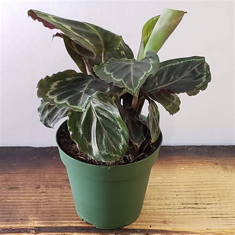 How To Identify And Care For A Calathea Plant