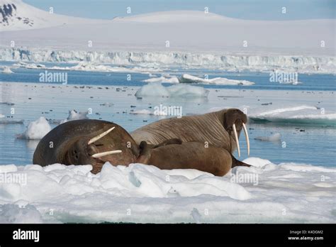 Walruses On Ice Flow In Franz Joseph Land Arctic Stock Photo Alamy