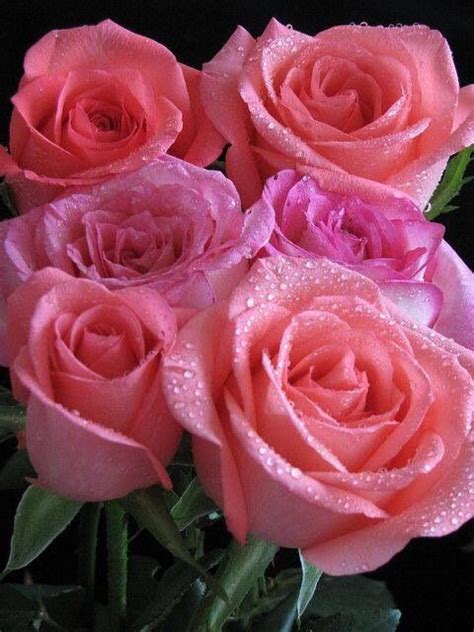 ╰ღ╮╭ღ╯ Pinke Rosen Wunderschöne Blumen Schöne Blumen