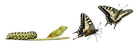 The Caterpillar And The Butterfly International Story Its Time To