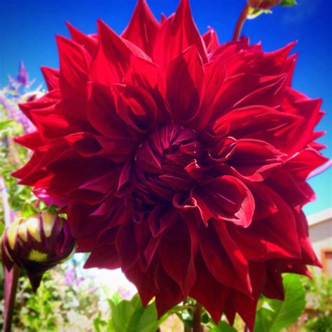 Our Amazing Giant Dahlia Blooms Instagram Feed Bloom Dahlia