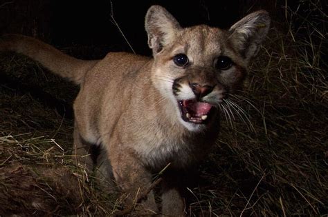 dnr confirms 2 more cougar sightings in u p