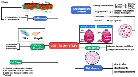 Cell The Unit Of Life Mindmap