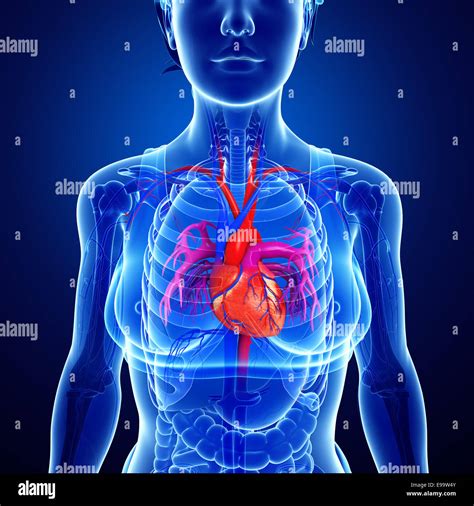 Illustration Of Female Heart Anatomy Stock Photo Alamy