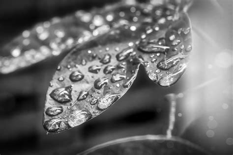 Free Images Drop Dew Black And White Texture Rain Surface Close