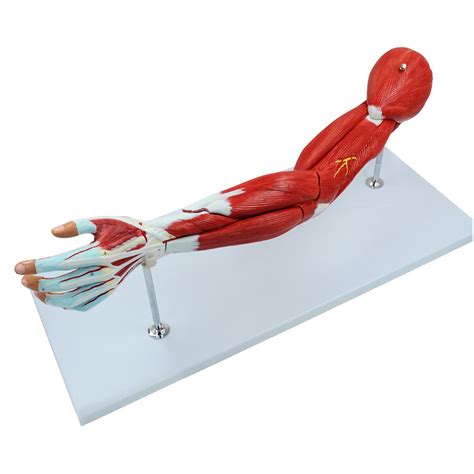 Buy K99 Human Arm Anatomical Muscle Model Muscular Arm Anatomy Model