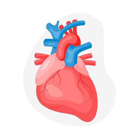 Coração Humano Anatômico E Sistema Cardiovascular Isolado Em Fundo