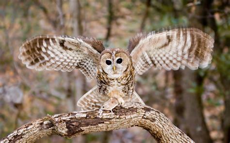 Spotted Owl Audubon Field Guide