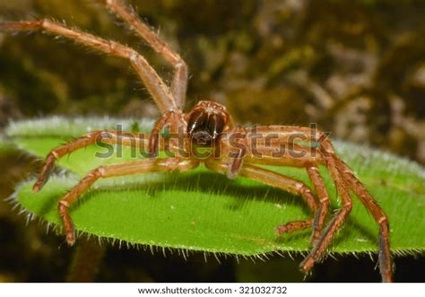 Molting Spider Ant Mimic Spider Naturemacro Stock Photo 321032732