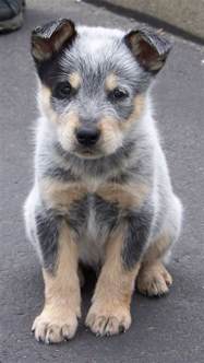 17 Best Images About Blue Heelers On Pinterest Puppys So Cute And