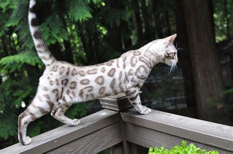 Enjoy The Shape Of The Rosettes Bengal Cat Breeders Bengal Cat Cat