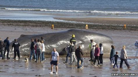Beached 44ft Whale Dies On Redcar Beach Bbc News