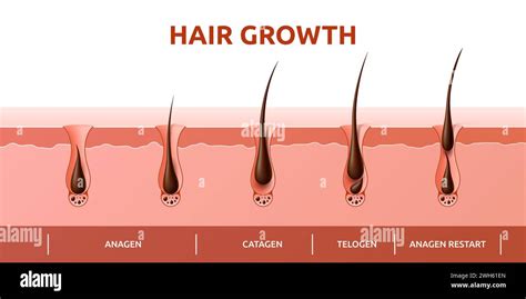 Hair Growth Cycle Of Follicles Phase Diagram With Human Scalp Hair Roots Structure Vector