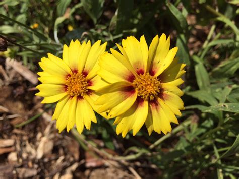 The florida panhandle is a region of florida, in the north west of the state. Florida Wildflowers: Coreopsis | Gardening in the Panhandle