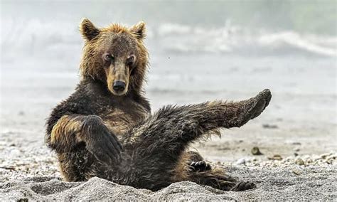 Sexy Bear Caught Posing Like A Model After Emerging From A Lake