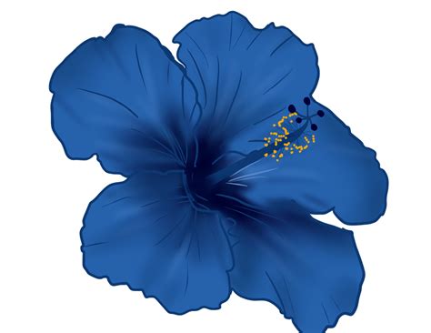 Hibiscus Flower Png By Shadow Ghost26 On Deviantart