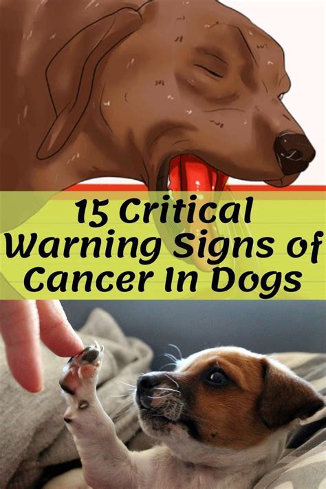 Pin By Jen Martin On Gracie In 2021 Cancer Sign Dog Health Tips