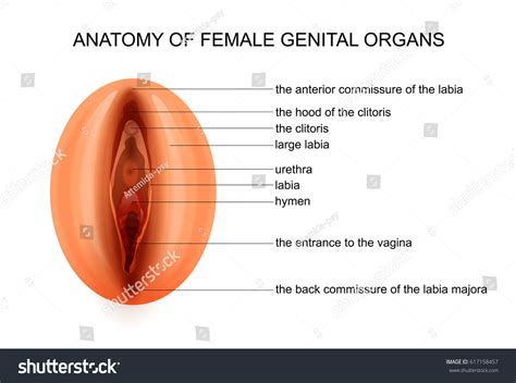 Vector Illustration Anatomy Female Genital Organs