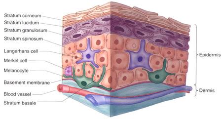 Layers Of Skin Anatomy