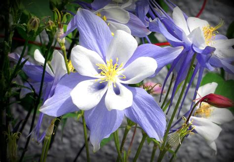 Free Images Blossom White Stem Flower Purple Petal Bloom
