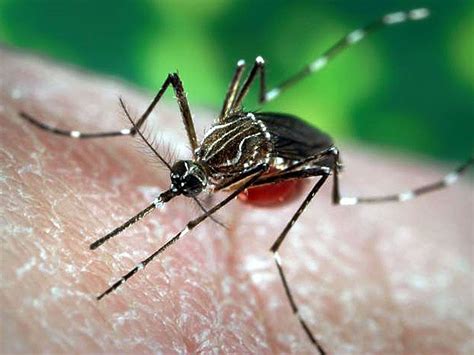 Chikungunya Fever Disease