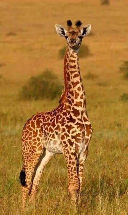 Hermoso Amazing Animals Majestic Animals Animals Beautiful Giraffe