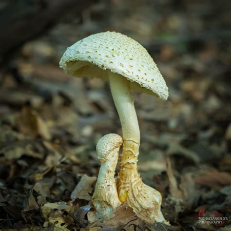Mushrooms In Northeast Ohio Michaelangelos Photography