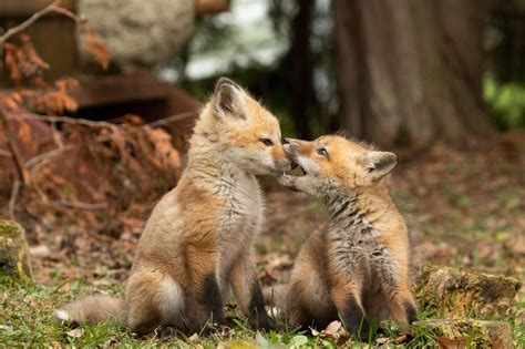 Red Fox Cubs By Jessica Sweeney National Geographic Your Shot
