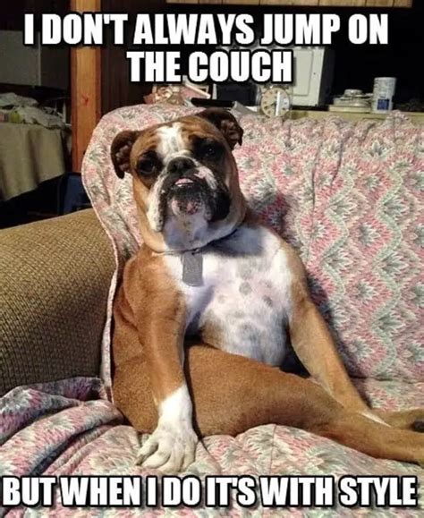 50 Best English Bulldog Memes Of All Time The Paws