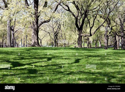 Elm Trees High Resolution Stock Photography And Images Alamy