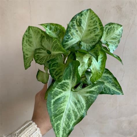 Syngonium Or Arrowhead Plant White Butterfly 4 Pot Live Plant
