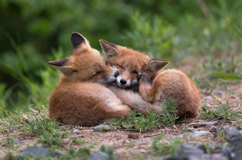Red Fox Cubs By Topi Lainio On 500px Wild Animals Pictures Cute