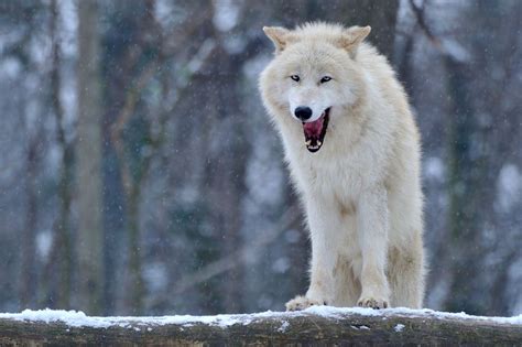 The Snow Wolf Snow Wolf