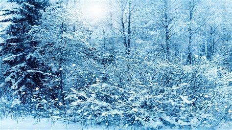 Download Wallpaper 1600x900 Winter Snow Trees Widescreen 169 Hd