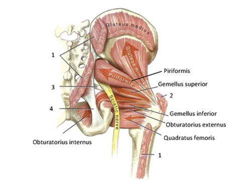 Quickly memorize the terms motor neurons send information to the muscle, and once it has contracted, sensory neurons receive the information. Functional anatomy of the small pelvic and hip muscles ...