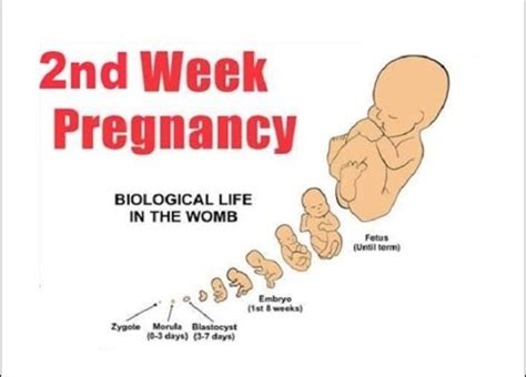 How Does Two Weeks Pregnancy Look Like Pregnancywalls