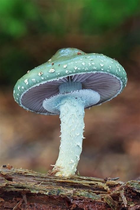 Stropharia Aeruginosa 46 Magical Wild Mushrooms You Wont