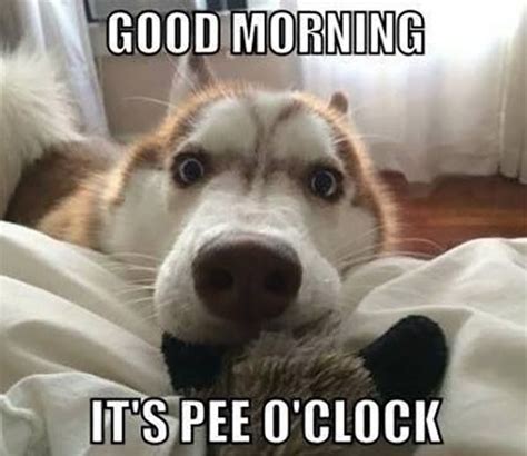 Good Morning Time To Get Up Good Morning Dog Funny Animal Pictures