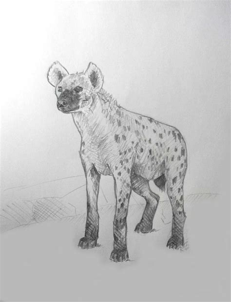 Скетч олівцем Гієна Pencil Sketch Hyena Animals Hyena Wildlife
