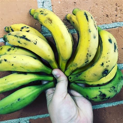 Brazilian Dwarf Bananas Information Recipes And Facts