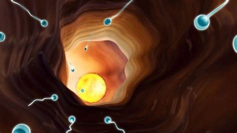 Sperm Count Drop Could Make Humans Extinct Bbc News
