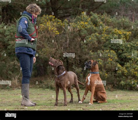 Female Dog Trainer Stock Photo Alamy