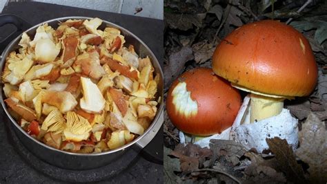 Caesars Mushroom Amanita Caesarea Hunting And Cooking Wild Edible