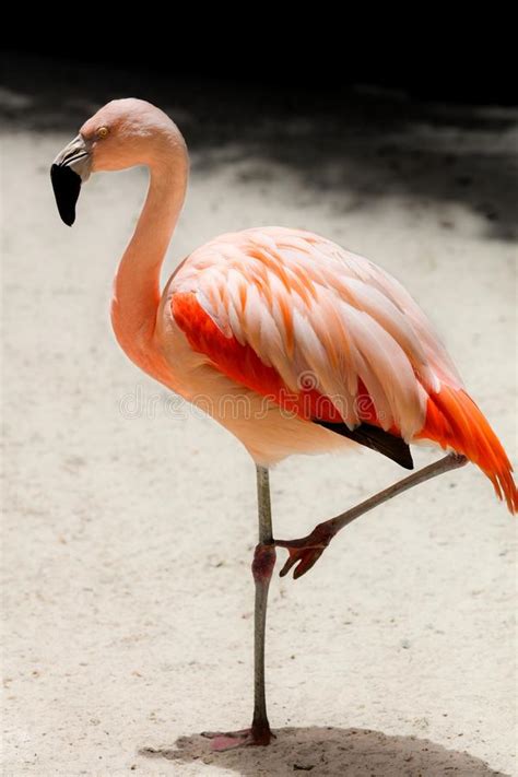 American Pink Flamingo Resting On One Leg Stock Photo Image Of