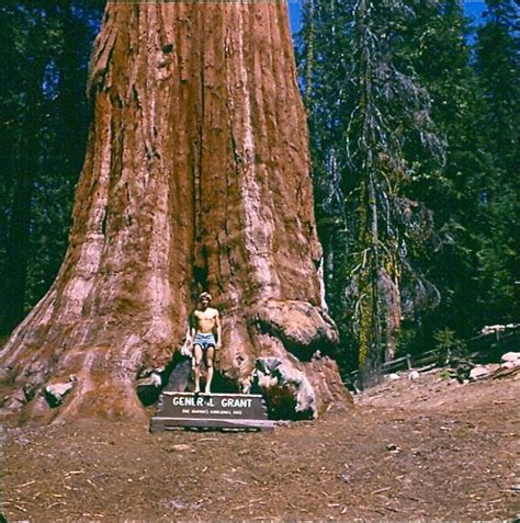 séquoia géant general grant au grant s grove parc national de kings canyon californie États
